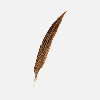 Pluma Café
